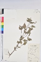 鐵莧菜藏品圖，第1張