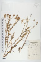 狗娃花藏品圖，第1張