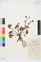 驢蹄草藏品圖，第1張