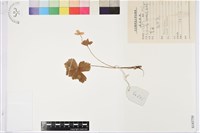 登錄號:S143750藏品圖，第1張