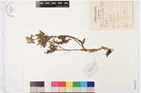 側金盞藏品圖，第1張