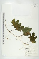 木鱉子藏品圖，第1張