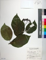 恆春厚殼樹藏品圖，第1張