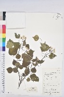 烏臼藏品圖，第1張