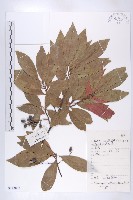 杜英、山杜英、蘭嶼杜英藏品圖，第1張