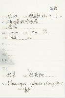 杜英、山杜英、蘭嶼杜英藏品圖，第2張