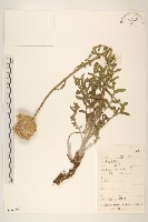 漏蘆藏品圖，第1張