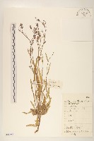 紫花山萵苣藏品圖，第1張