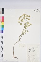 貓眼草藏品圖，第1張