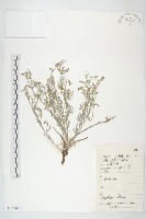 銀灰旋花藏品圖，第1張