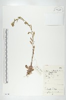 獨行菜藏品圖，第1張