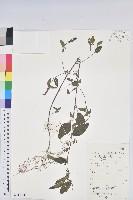 鐵莧菜藏品圖，第1張