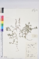 地錦藏品圖，第1張