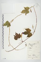 裂葉牽牛藏品圖，第1張