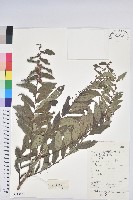 紅毛饅頭果藏品圖，第1張