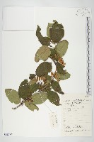 山茱萸藏品圖，第1張