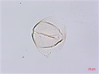 秤錘樹藏品圖，第2張