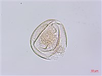 秤錘樹藏品圖，第3張