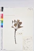 三年桐、光桐藏品圖，第1張