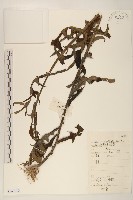 鵝仔草藏品圖，第1張