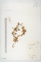 中國菟絲子藏品圖，第1張