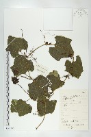 括樓藏品圖，第1張