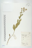 寬葉獨行菜藏品圖，第1張