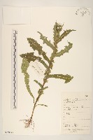 大耔蒿藏品圖，第1張