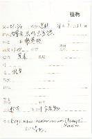 糖芥藏品圖，第2張