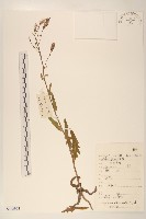 山萵苣藏品圖，第1張