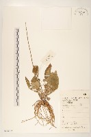 大丁草藏品圖，第1張