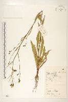 興安毛蓮菜藏品圖，第1張