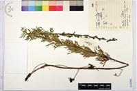 陰山烏頭藏品圖，第1張