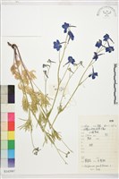 大花飛燕草藏品圖，第1張