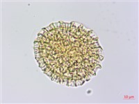 磯松藏品圖，第2張