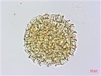 磯松藏品圖，第3張