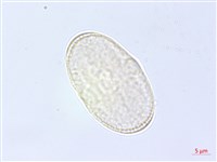 防風藏品圖，第1張