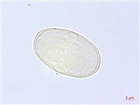 防風藏品圖，第2張