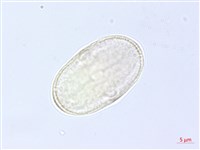 防風藏品圖，第3張