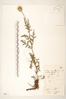 麻花頭藏品圖，第1張