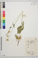 腎葉唐松草藏品圖，第1張