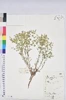 乳漿大戟藏品圖，第1張