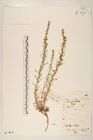 登錄號:S144034藏品圖，第1張