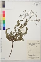 展枝唐松草藏品圖，第1張