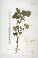 蒼耳藏品圖，第1張