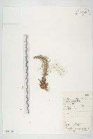 瓦松藏品圖，第1張