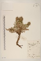 蝟菊藏品圖，第1張