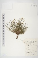 細葉黃鵪菜藏品圖，第1張