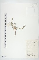 銀灰旋花藏品圖，第1張