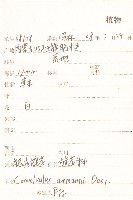 銀灰旋花藏品圖，第2張